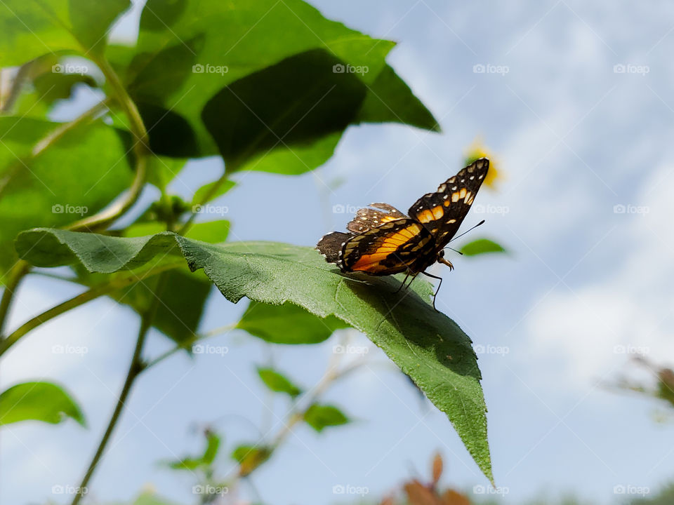 Chlosyne lacinia, the bordered patch or sunflower patch butterfly on a sunflower green leaf.