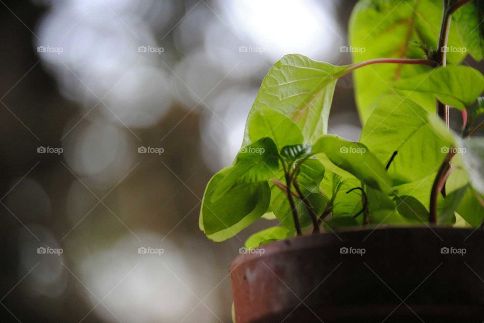 plant on the window sill