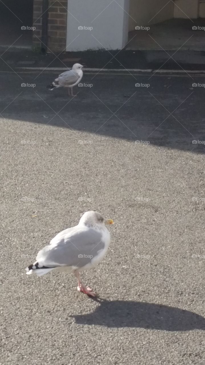 Bird, Seagulls, Animal, Wildlife, Water