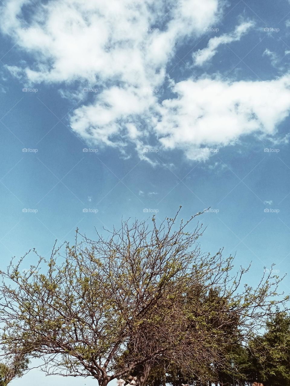 I can see a tree there