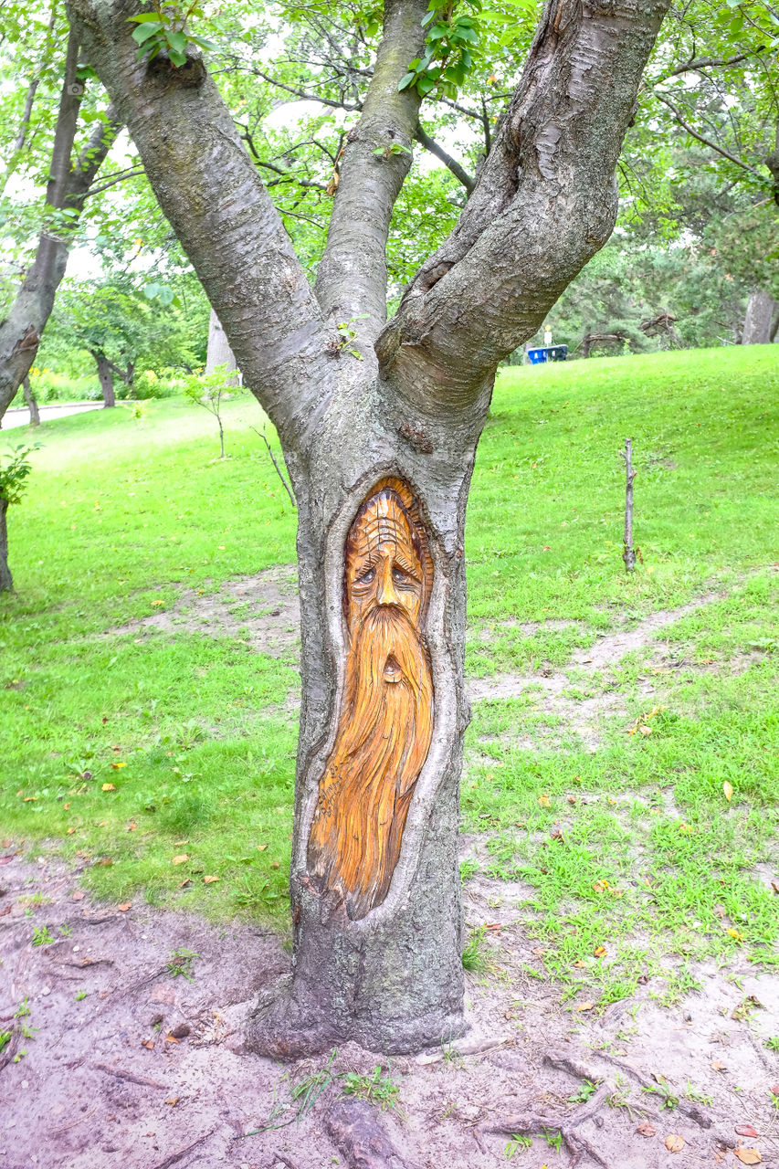 Weird tree. Walking with my wife at a park and saw this unique tree trunk