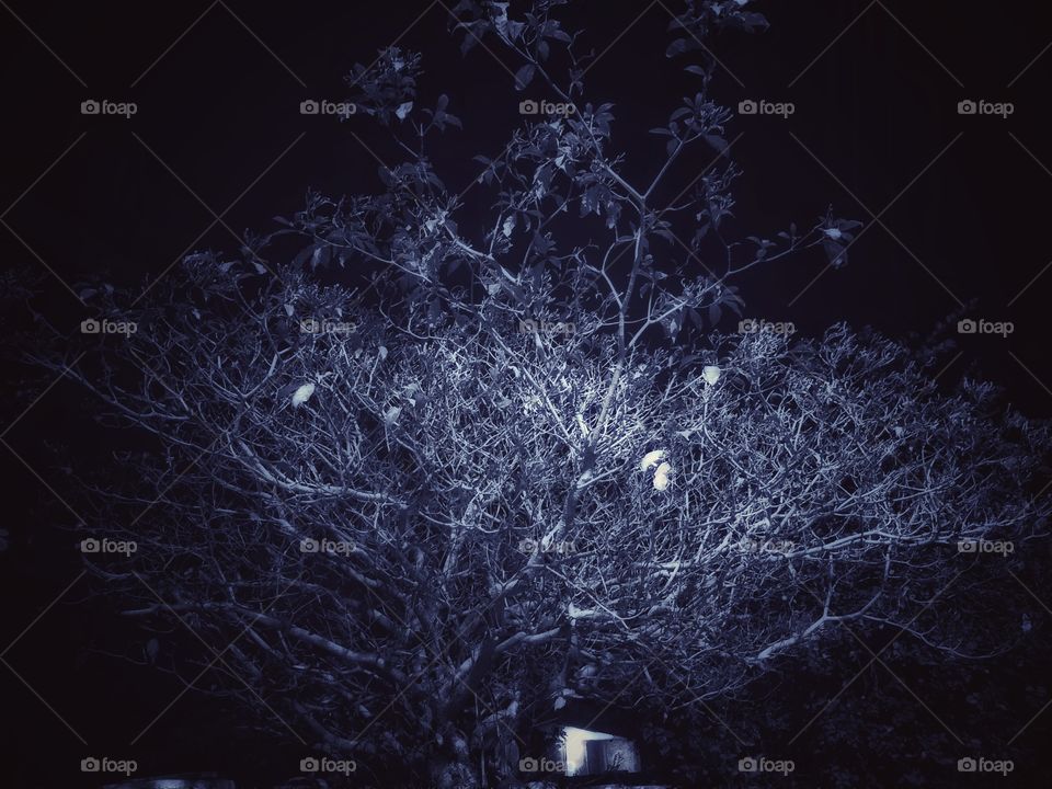 Tree at the Night 