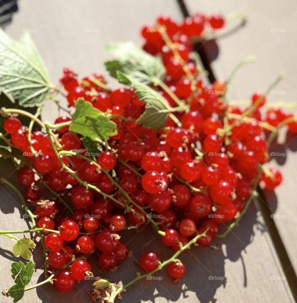 wild red currants