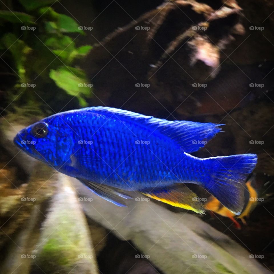 Electric blue ahli african ciclide