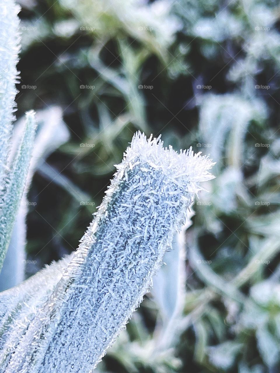 Closeup on a frosted leek 