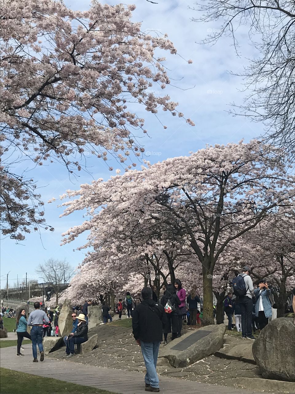Japanese cherry blossoms, Sakura, Portland