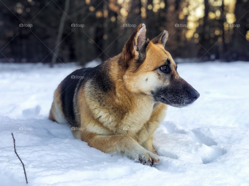 Dog in winter