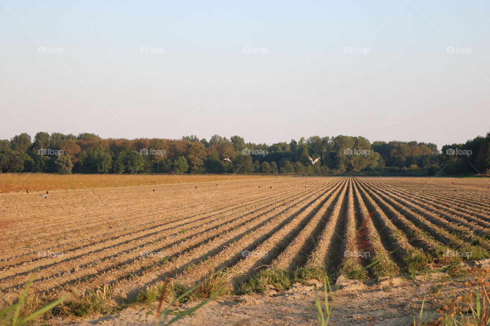 Lines in an empty field