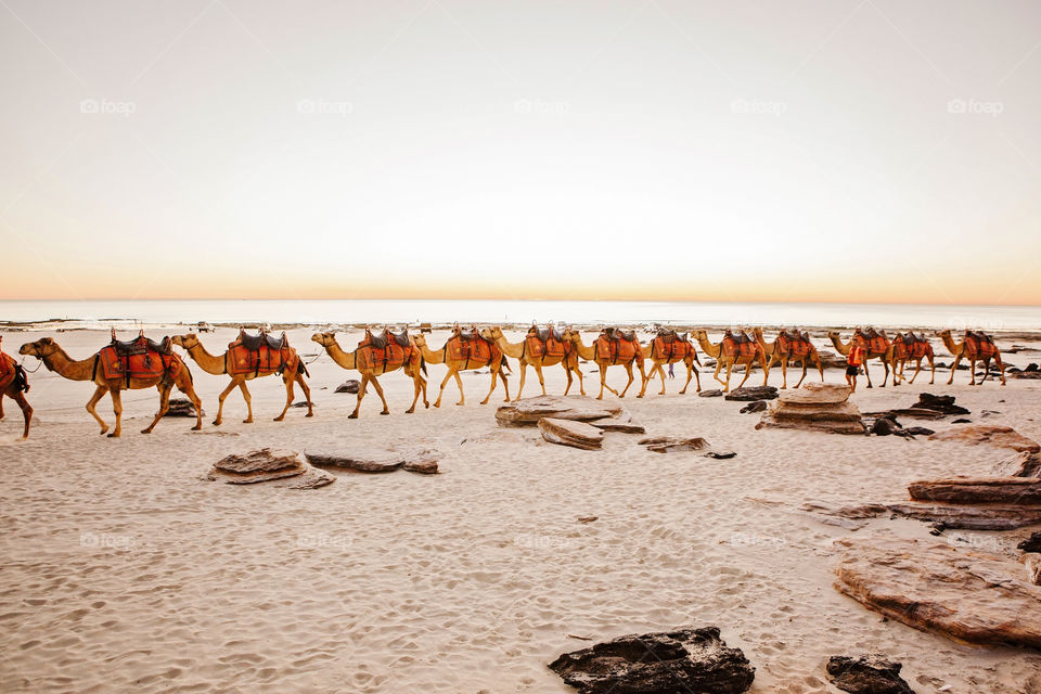 Camel train at sunset, Cable Beach Broome Western Australia 