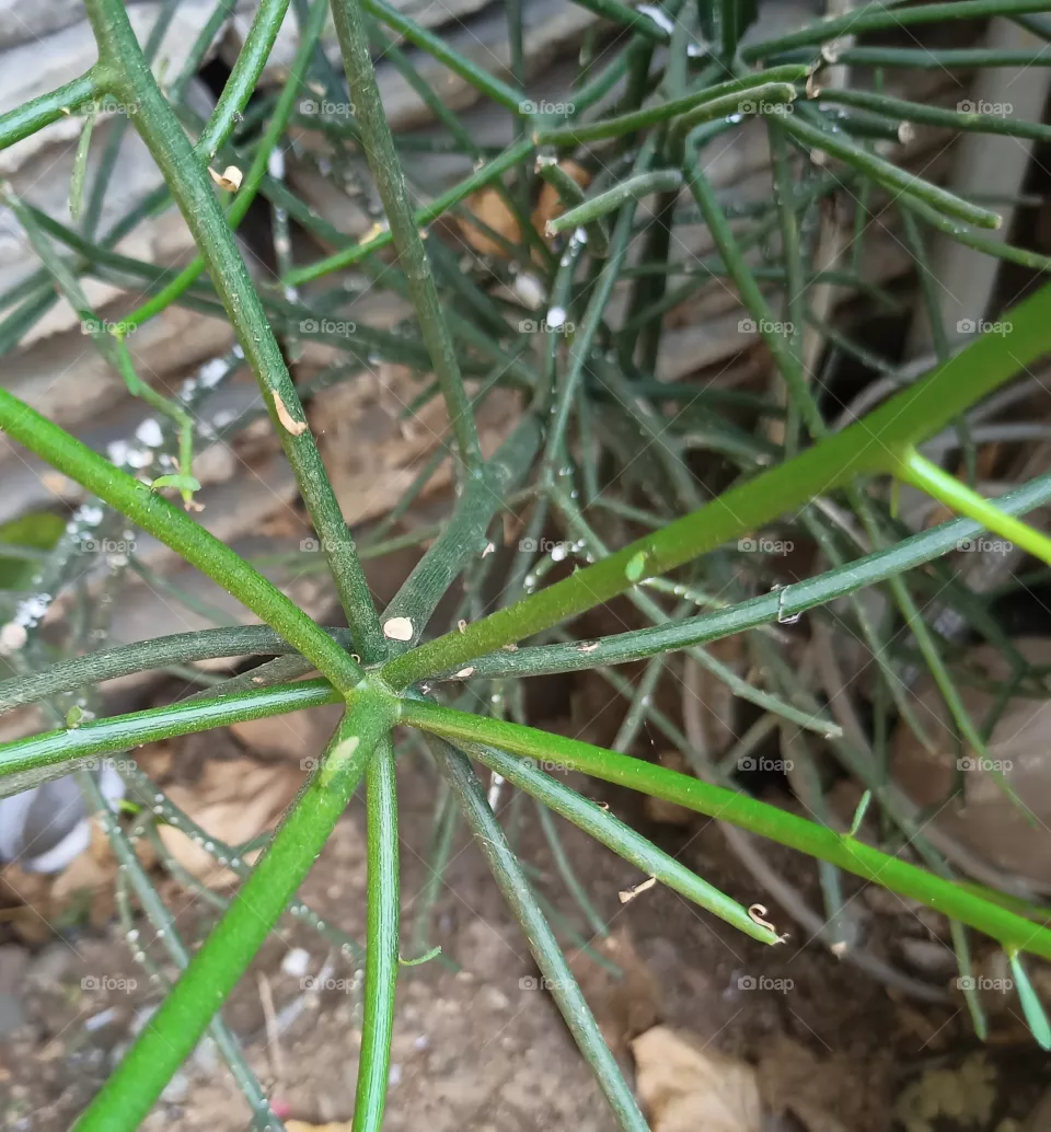 plant