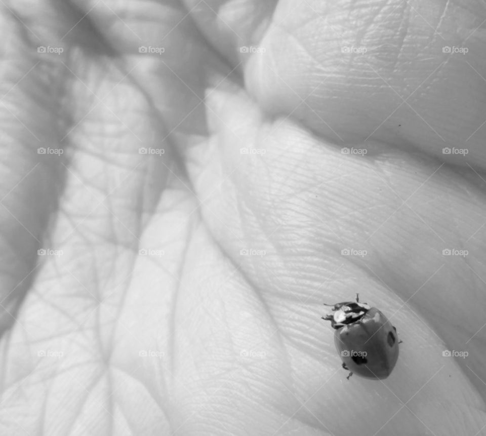 Monochrome, Insect, Ladybug, Flower, One