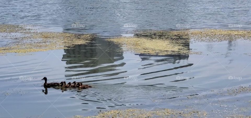swimming duck family