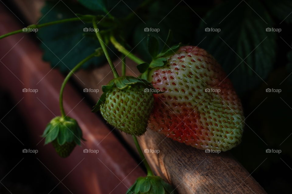 Strawberries 