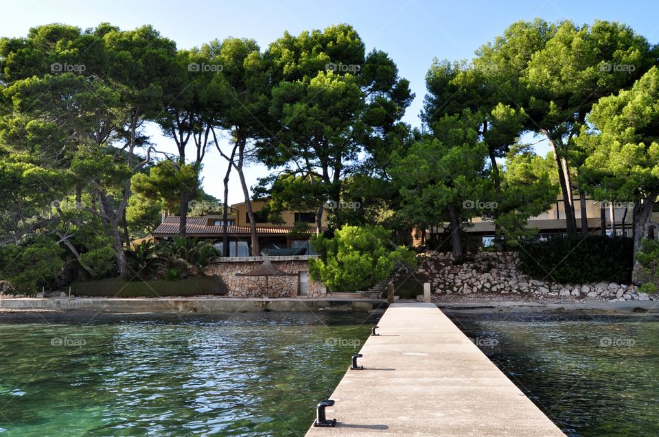 Tree, Water, Garden, Park, Wood