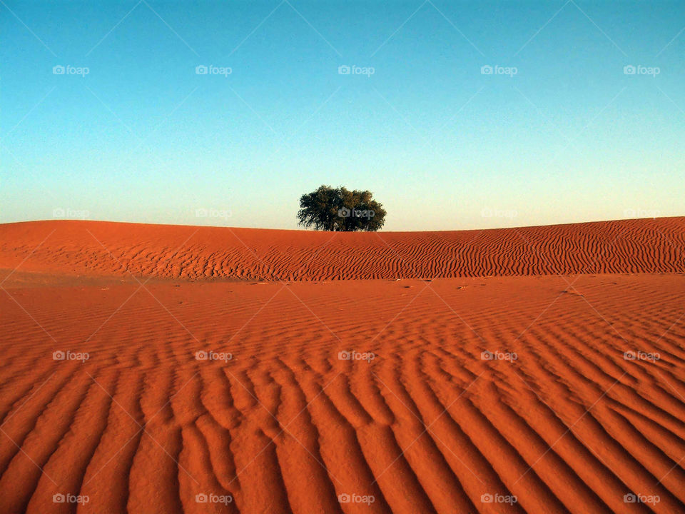 Alone in the Desert