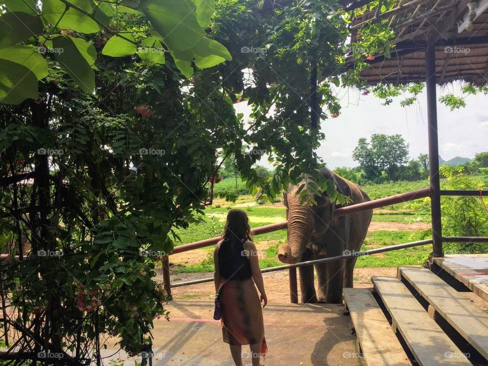 An old elephant saying hi to a young woman at an elephant sanctuary in Central Thailand 
