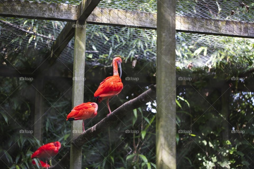 A portrait of red ibis birds sitting on a wooden beam in the middle of a Cage in a zoo.