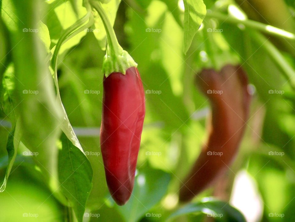 Red jalapeño peppers on a shallow depth of field.
