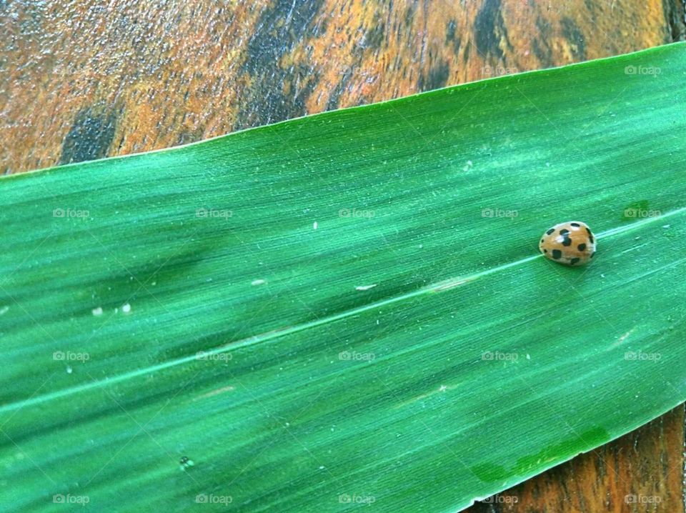 Ladybug leaves above