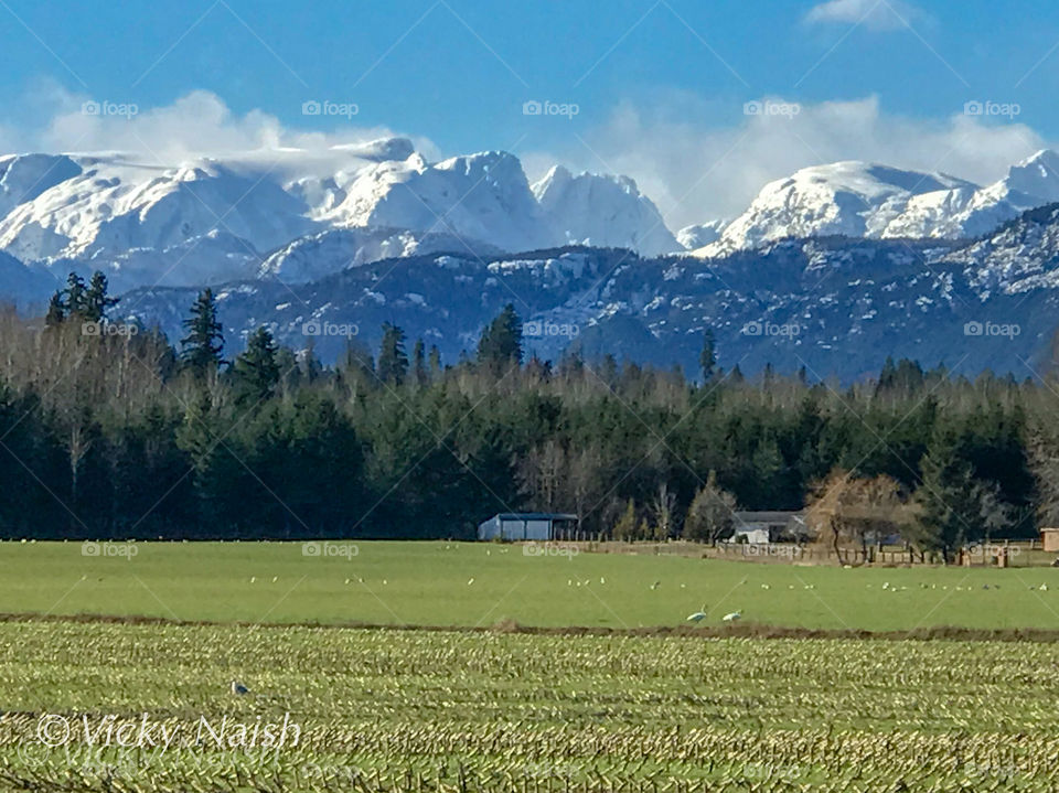 Winter on Vancouver Island is in the mountains & our winter fields are habitat for swans & geese who migrate from the North to this, their ‘summer’ feeding grounds. Our ‘winter’ grasses feed the swans who in turn help fertilize the fields. 🦢