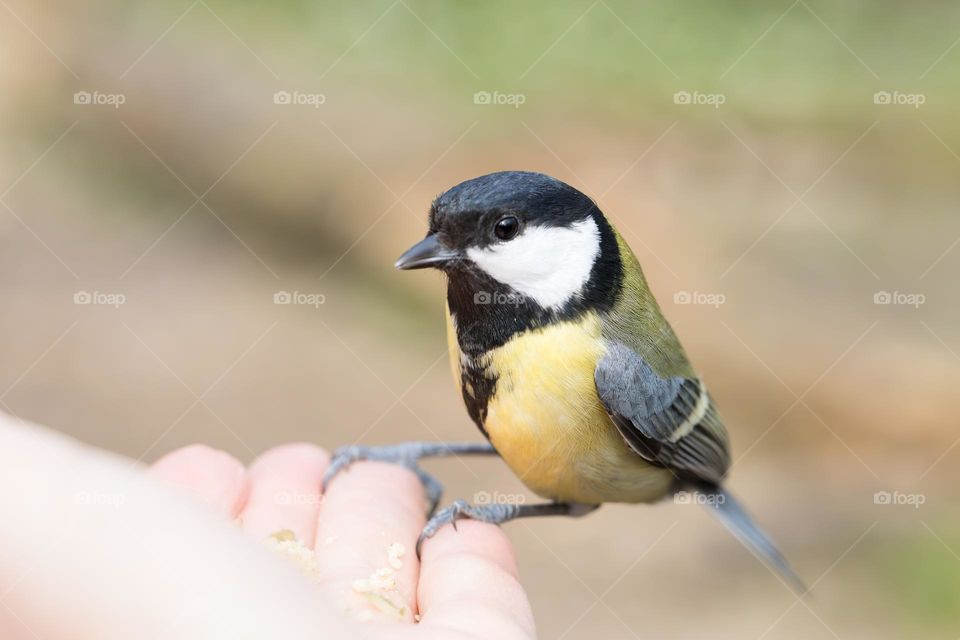 Closeup of having a small great tit bird sitting on my hand 