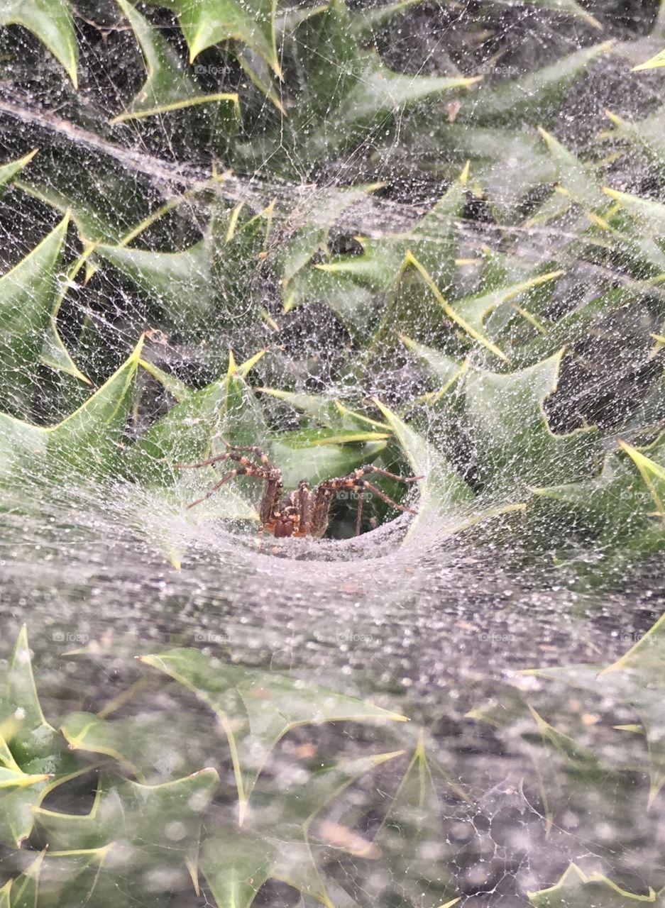 Funnel weaver spider