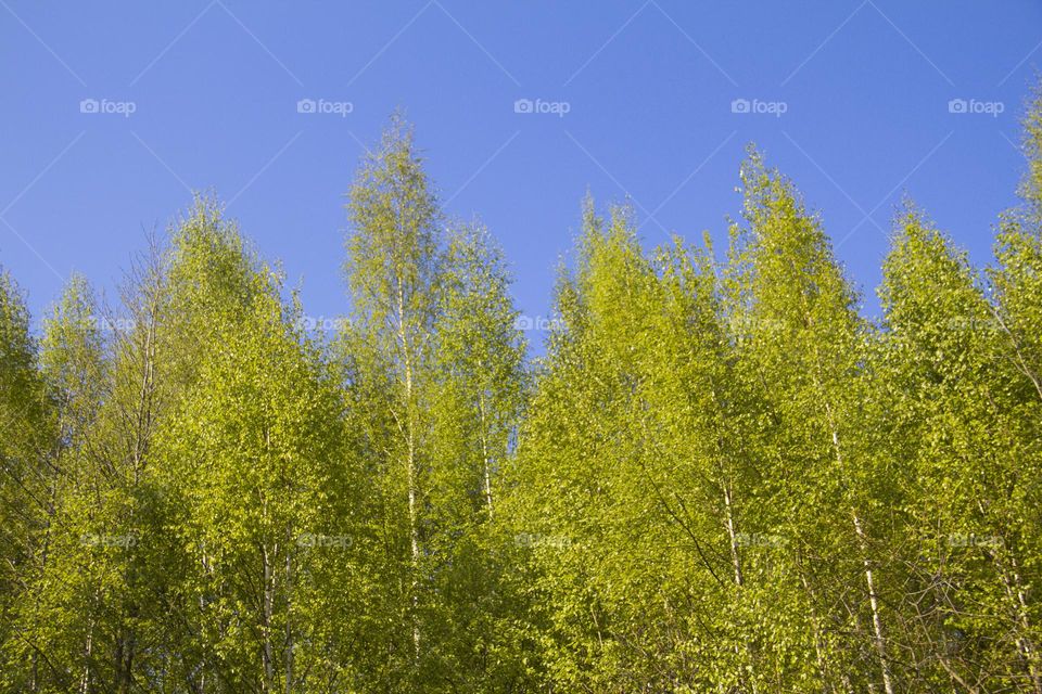 Spring flowering of trees and flowers on a sunny day in spring.