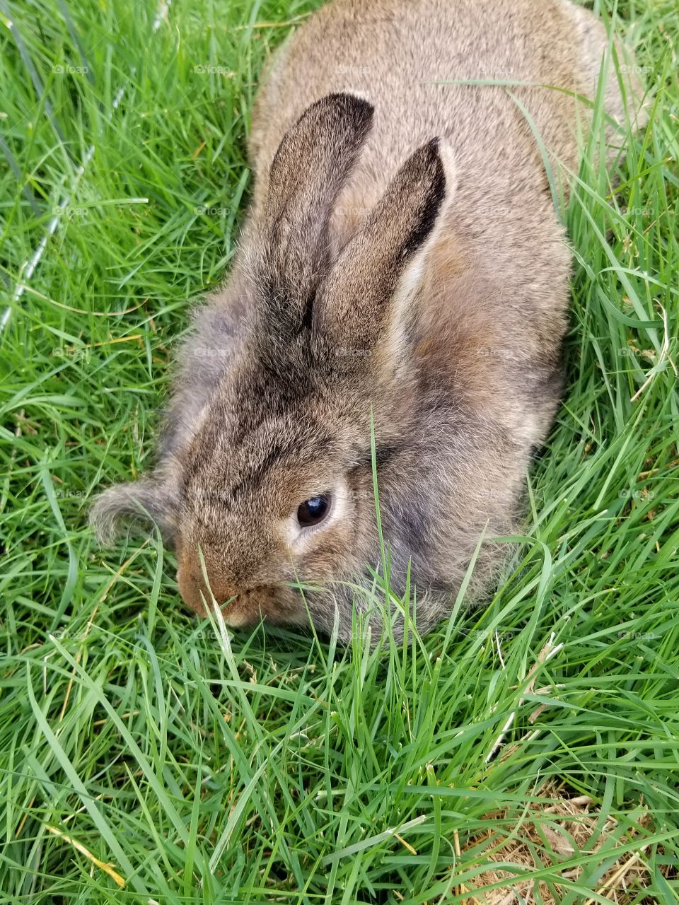 Patunia in the garden