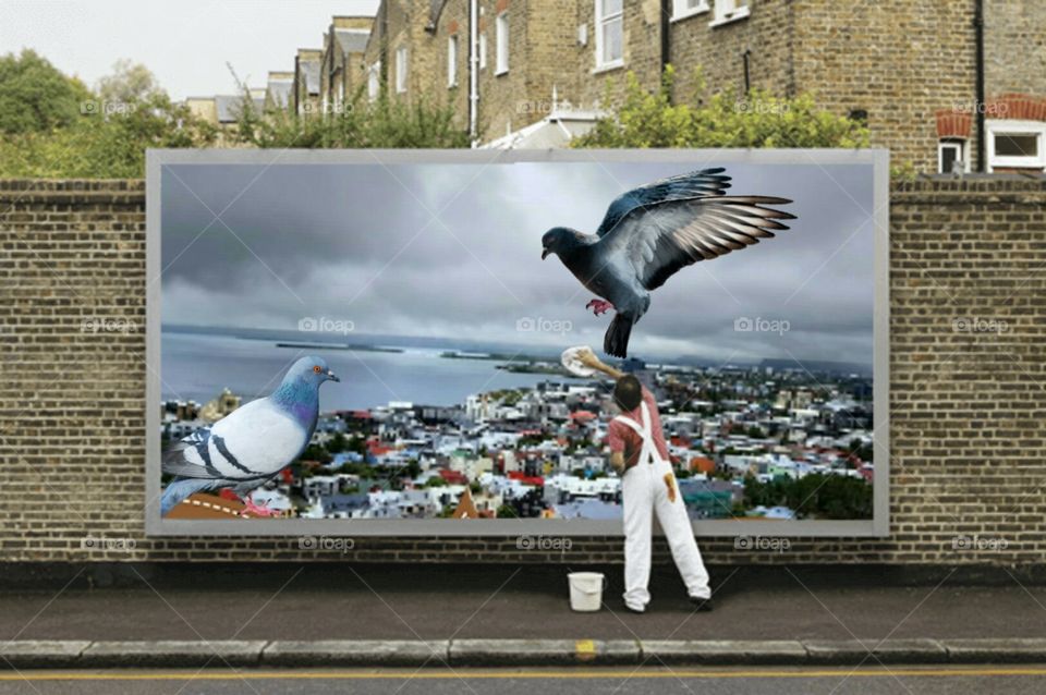 Bird, Pigeon, City, People, Street