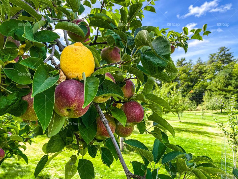 Lemon in an apple tree.  