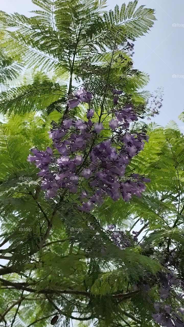 lavender flowers in a background of parrot green leaves