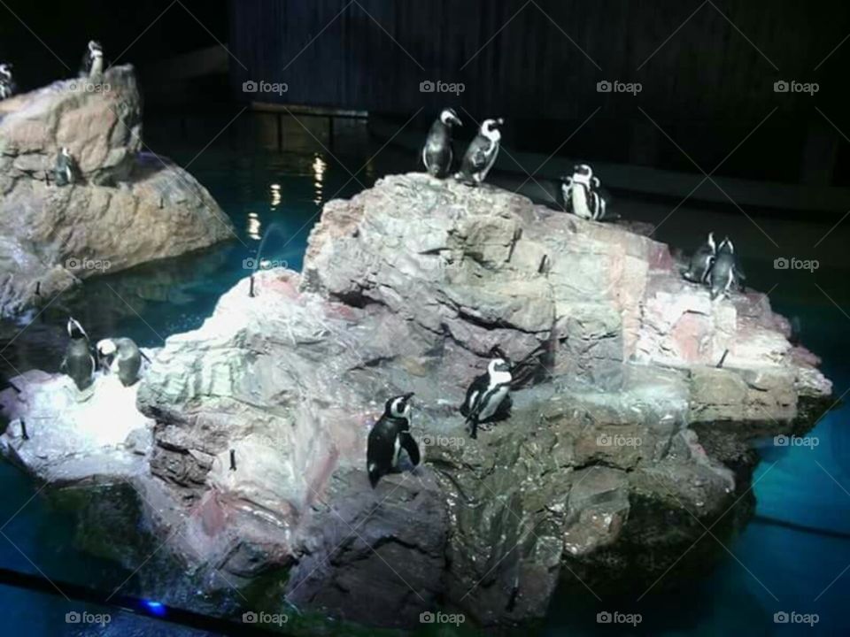 Penguins at the Aquarium
