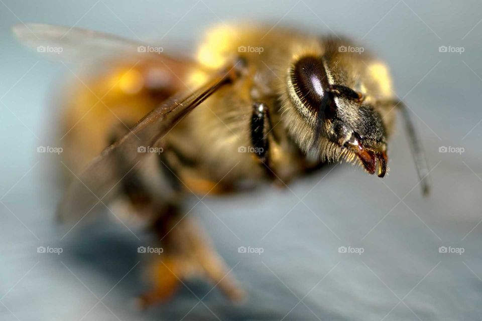 Insect, Bee, Honey, Nature, Wasp