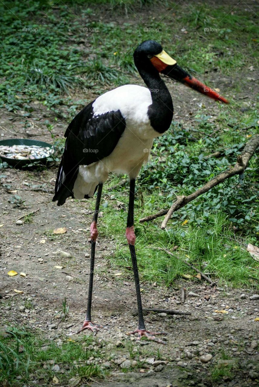 Saddlebill Stork