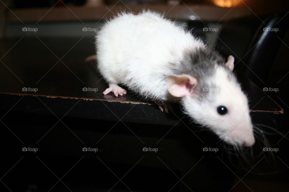 White and Grey Dumbo Eared Rat Looking Down From Edge
