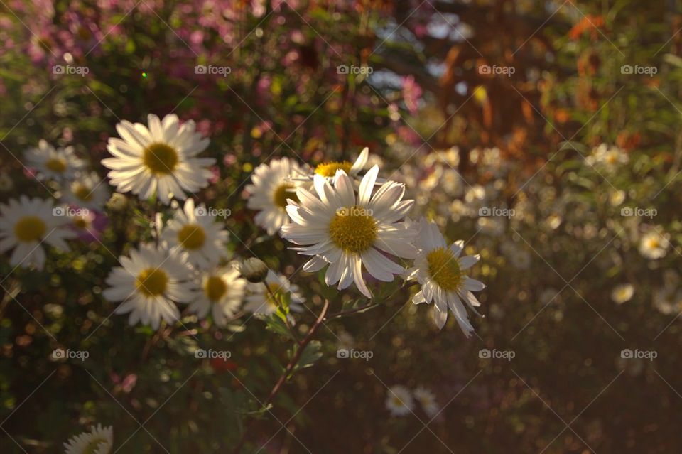 Close-up of flowers