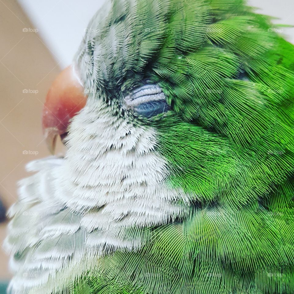 green quaker parrot.