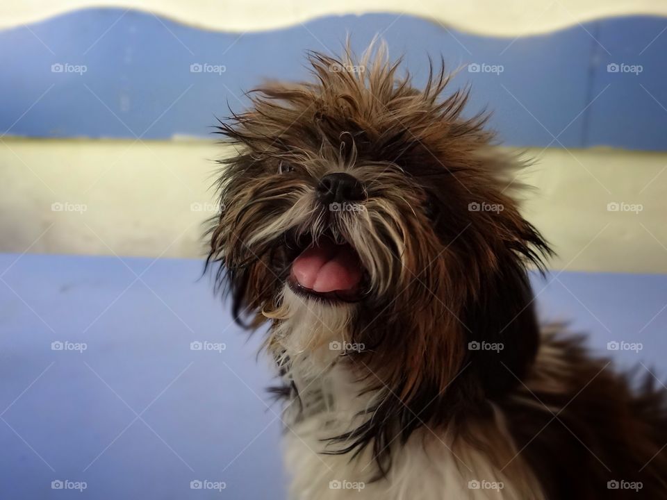 Close-up of a fluffy dog
