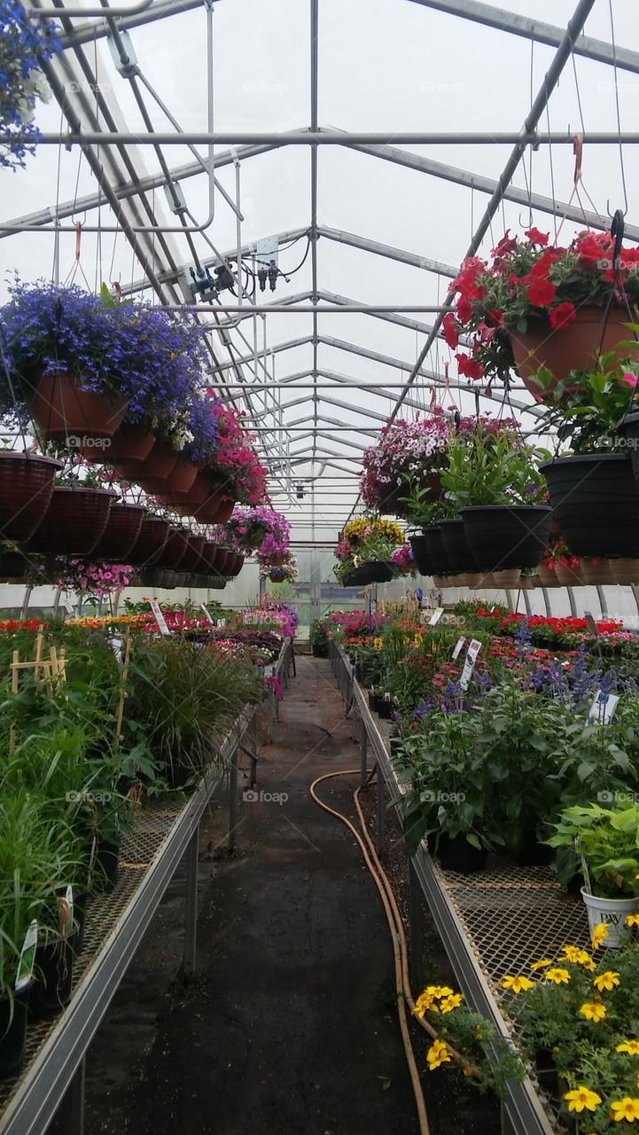 greenhouse flowers country spring colors pretty