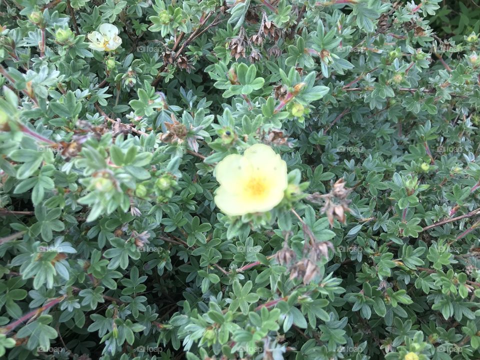 I love this gorsebecause of its impeccable quality and freshness and this simply little yellow flower, should direct a message, that nature could not be better portrayed.