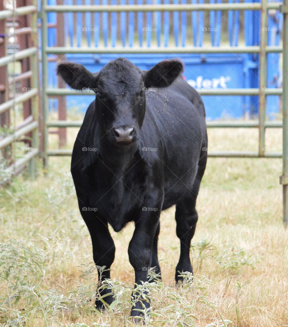 Young Maine Anjou - Black Anjou cross calf. 