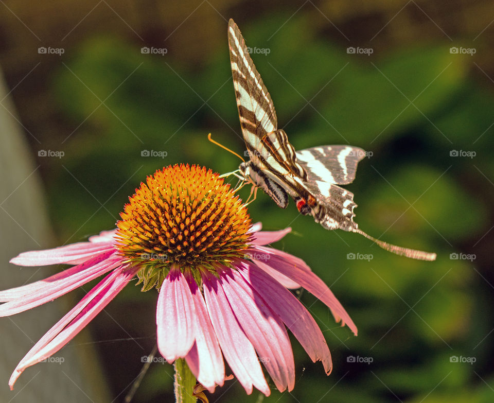 Zebra swallowtail on a flower.  Chesapeake Beach Maryland on a Summer Sunday morning.