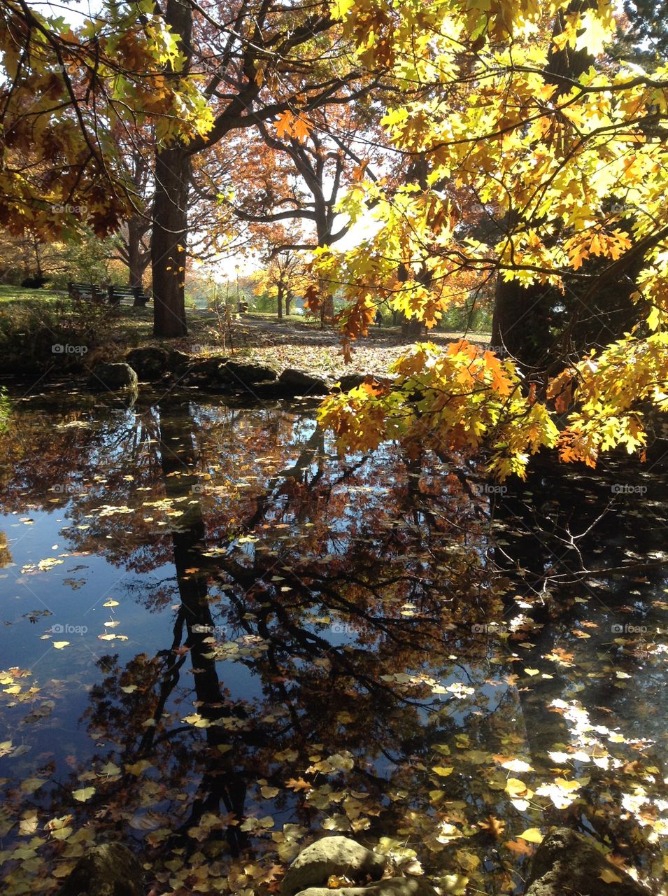 Autumn in the park