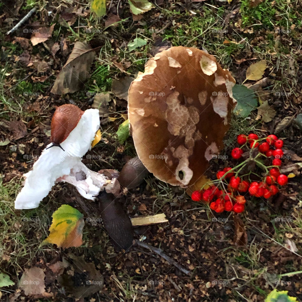 Snail on mushroom