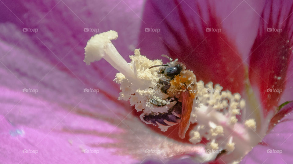 Flowers and Bee, macro