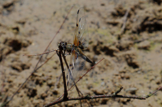 Libelle