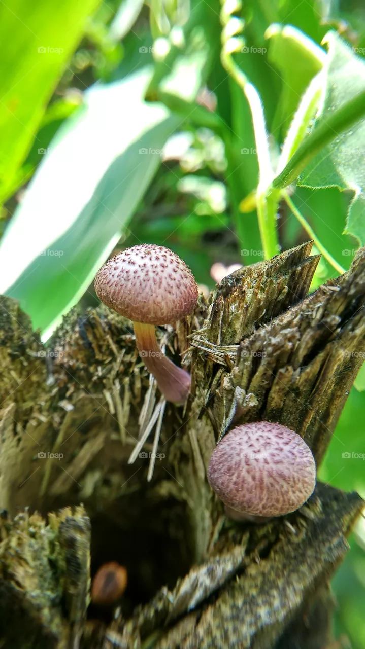 mushroom