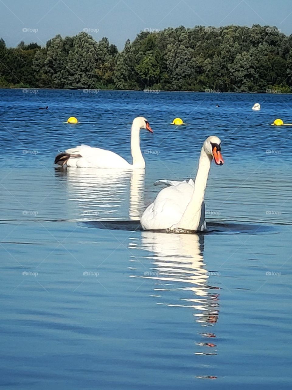 Swan ribbons in the water