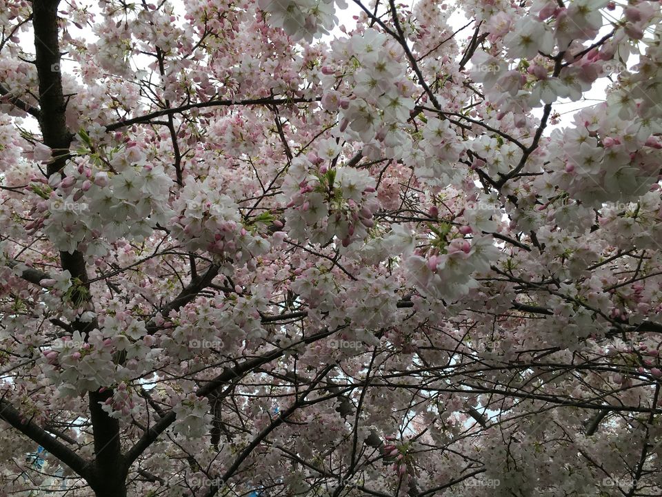 Cherry blossom blooming on tree