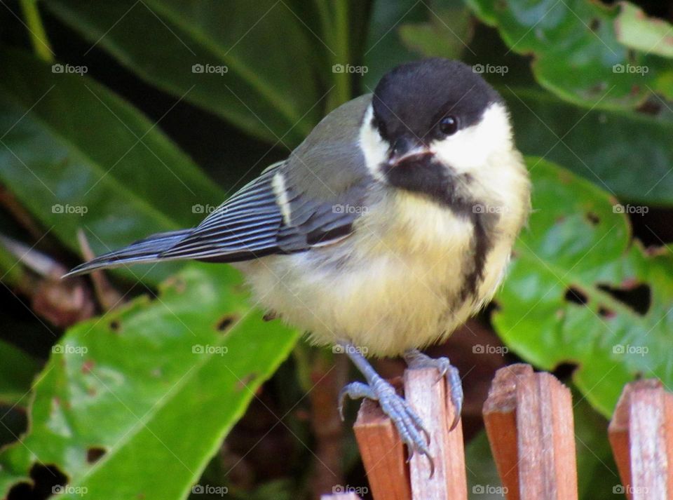 blue tit